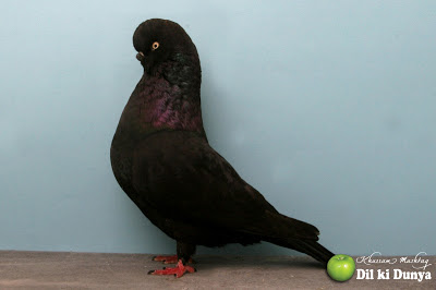 من أجمل أنواع الحمام (لاتنسوا ذكر الله )  Pigeon%2B%252815%2529