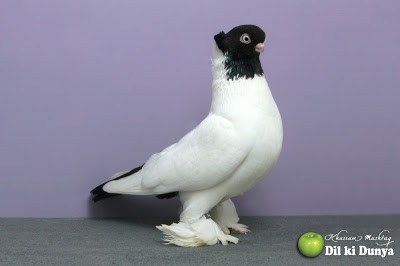 من أجمل أنواع الحمام (لاتنسوا ذكر الله )  Pigeon%2B%252834%2529