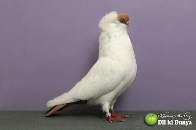 من أجمل أنواع الحمام (لاتنسوا ذكر الله )  Pigeon%2B%252838%2529