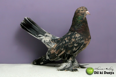 من أجمل أنواع الحمام (لاتنسوا ذكر الله )  Pigeon%2B%252845%2529