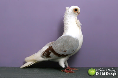 من أجمل أنواع الحمام (لاتنسوا ذكر الله )  Pigeon%2B%252846%2529