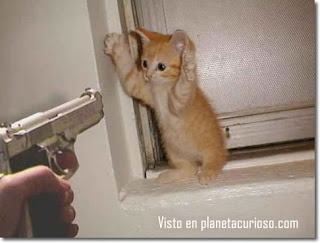 Quien calla, otorga Gato-pistola