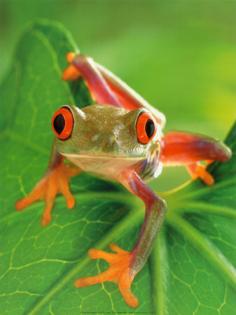 Magical Menagerie Shop Frog