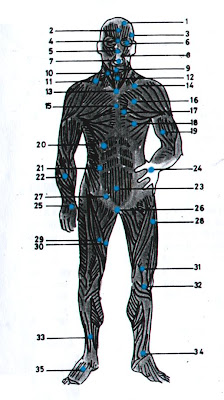 Nach (T. Anatomia) Vitais1