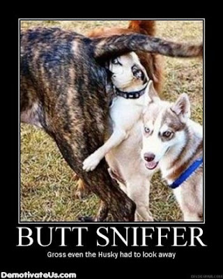 Anyone been pulled over for having no cats? Butt-sniffer-demotivational-poster