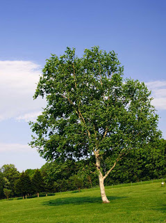 ¿QUÉ ARBOL ERES TU? Abedul