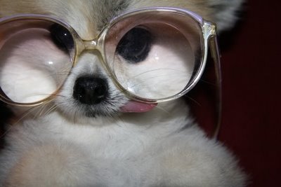 GROUPEMENT SYMPA!! Dog%2Bwith%2Bglasses