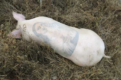 Amazing Tattoos on Live Pigs. Pig5