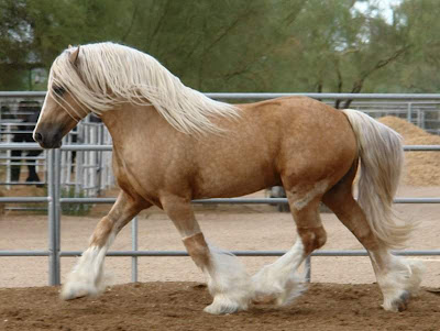 Beautiful horses pictures 30
