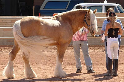 Beautiful horses pictures 22