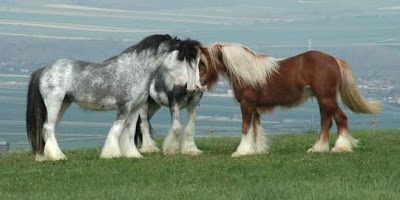 Beautiful horses pictures 19