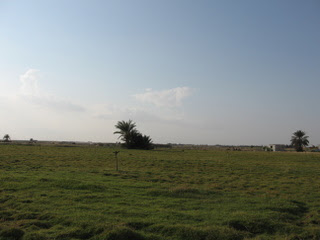 خاطره من وادي النطرون Paspalum-egypt