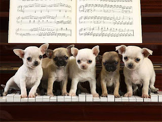 ¡Bienvenidos! Perros_chihuahua_piano