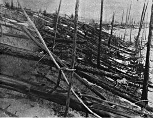 Le saviez-vous?L'explosion mystérieuse en Tunguska, 1908 Explosion-tunguska-arbre-so