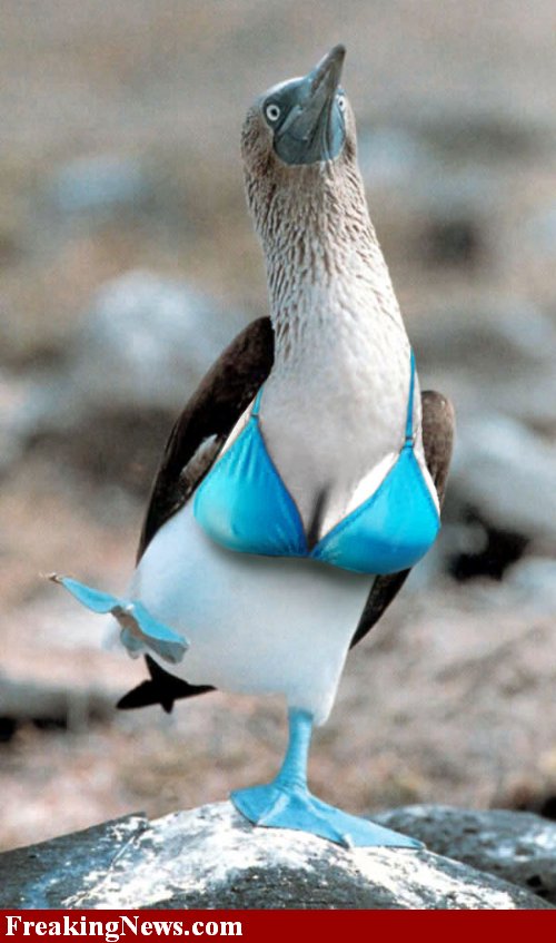 Click here for boobies Blue-footed-Booby--11494