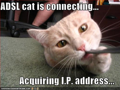 LOLcats thread LOLcat-ADSL-cat-is-connnecting