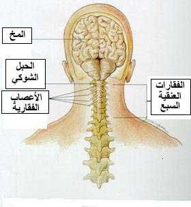 طقطقة” الرقبة.. تزيد من خطر الجلطة الدماغية 155312_10150100752686874_235730276873_7273595_6558792_n