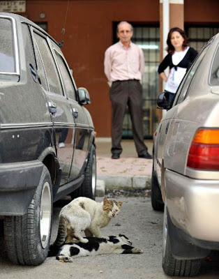 Gatos callejeros: una lección de amor Sokak-4