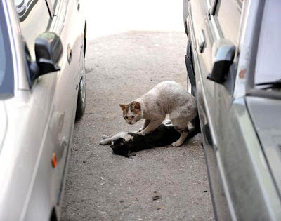 Gatos callejeros: una lección de amor.&#8207; Sokak-1