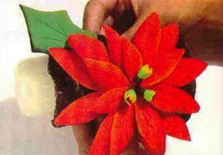 Linda flor de Nochebuena o flor de Navidad Image18