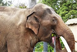 யானைகள் பற்றிய தொகுப்பு 250px-Asian_elephant_eating_-_melbourne_zoo