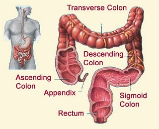 அல்சருக்கான மூலிகை சிகிச்சை Colon