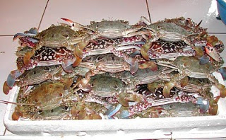 கடல் நண்டு ஓடு பக்கவாதத்தை குணப்படுத்தும்!  Crab