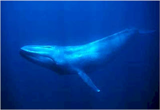 நீல நிறம் கொண்டு திமிங்கிலம் Bluewhale