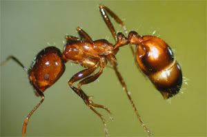 10 serangga paling beracun di dunia Fire-Ant