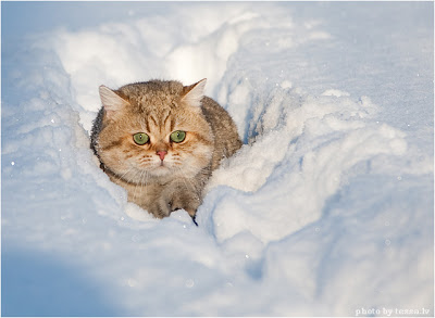 Snow Cat >.< IMG_3066