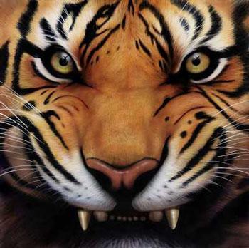 صور النمور والفهود البرية رووعة Tiger%2BGrowl