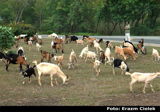 Detalles de la semántica oficial Cabras