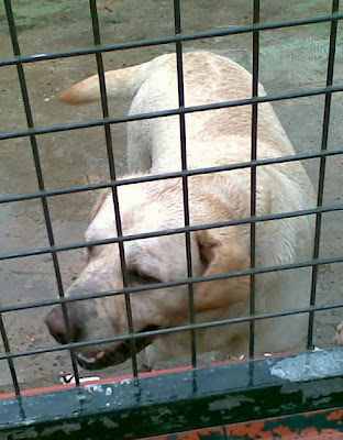 GALA - labradora 7 años - URGENTE... SACRIFICAN - SOS Golden Gala