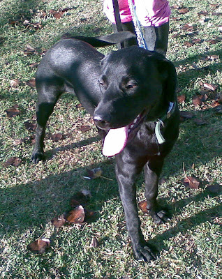 EIKER - labrador 10 meses - SOS Golden Eiker2