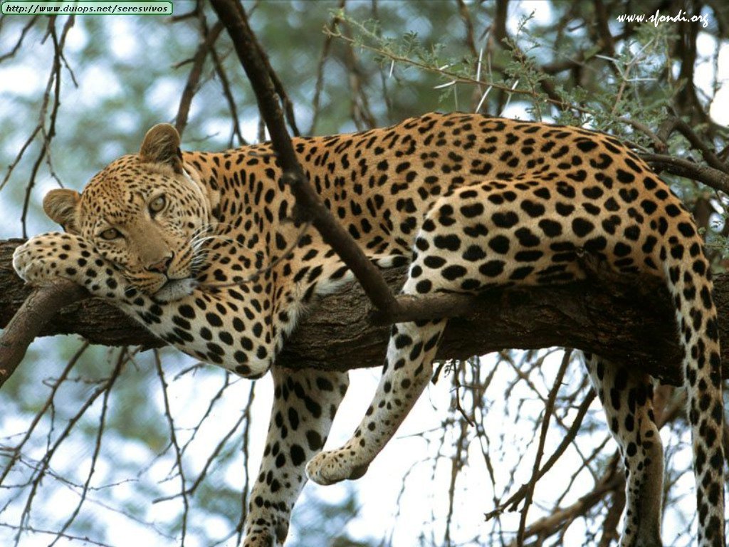 Volvimos! Leopardo%2520Kenya%2520Africa