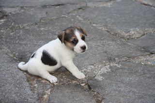 Piccoli Cuccioli... CRESCONO - Pagina 2 6bab%C3%A0