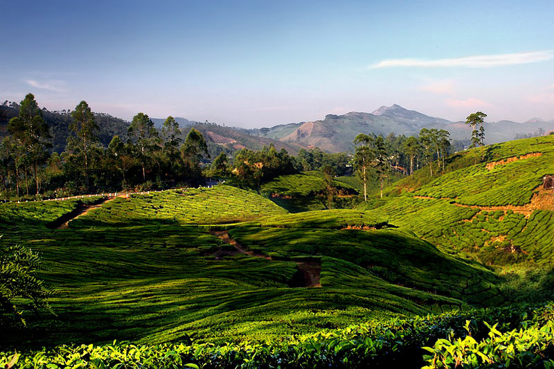 மனதைக் கொள்ளை கொள்ளும் இயற்கையின் புகைப்படங்கள்! - Page 2 Munnar_Tour_Travel_16