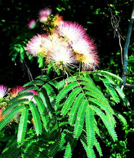 தொட்டா சிணுங்கி ரகசியம்  Albizia_julibrissin_plant