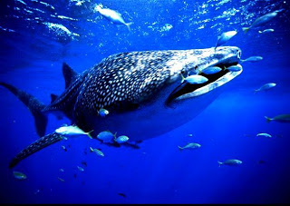 அதிசயத்தின் உச்சம் - திமிங்கிலம் (தகவல்கள்) Whale-shark-with-fish1