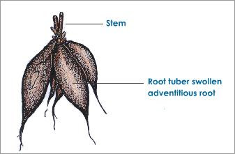 الأبصال المزهرة  Root-tubers-of-dahila