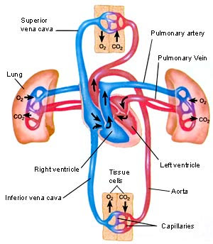 الحمد لله (من قلب) Diagram_of_blood_circulation_through_the_human_heart_lungs_and_body