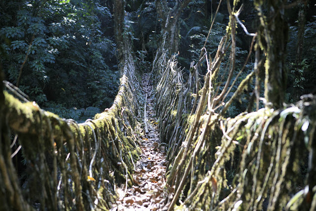 Los puentes vivientes de cherrapunji 2808361530_05dcc57c25_o