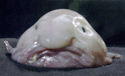 I am a ghost...but who cares? Blobfish