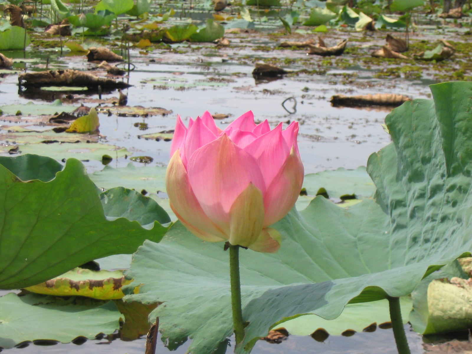 زهرة اللوتس Lotus-flower
