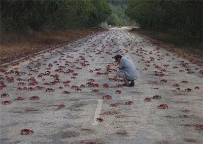 நண்டுகளின் வர்ணக்காட்சி Crab_attack_4