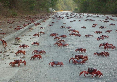 நண்டுகளின் வர்ணக்காட்சி Crab_attack_5