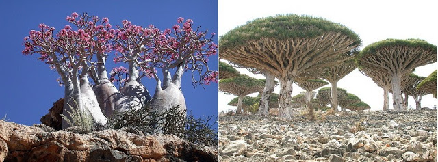 Lugares Misteriosos del Mundo Socotra