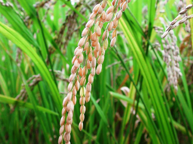 El arroz en peligro por el calentamiento global  ARROZ