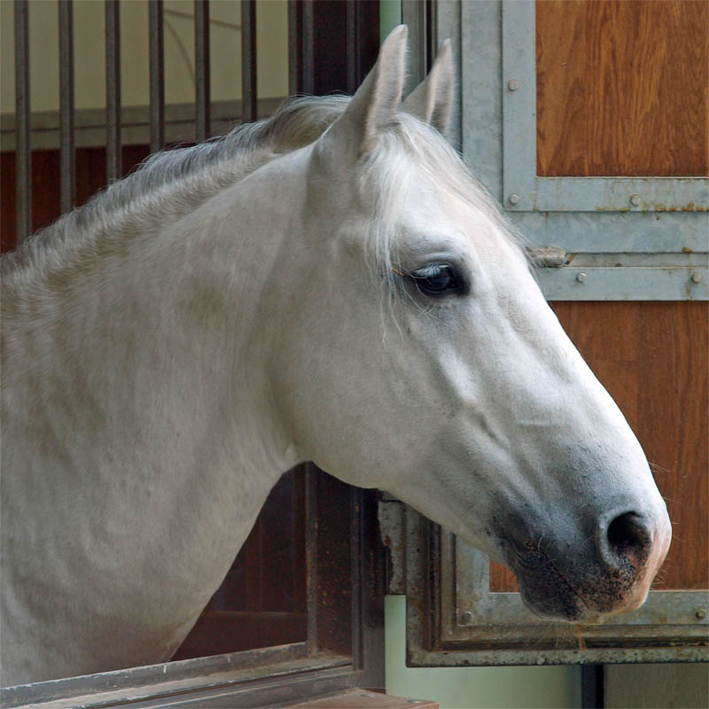 Gregory the horse 2010_03_20_Lipizzaner_Hofreitschule_Wien_01--