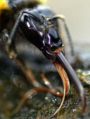 una foto curiosa - Página 11 10-Most-Alien-like-Insects-on-Earth-003